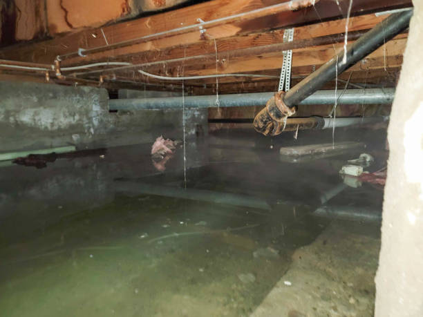 Best Professional water damage repair  in Medford Lakes, NJ